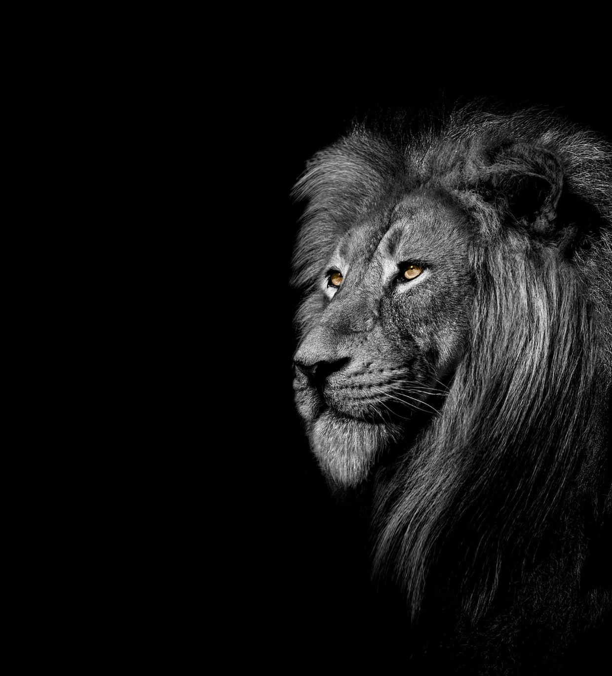 Löwenkopf im Profil mit bernsteinfarbenen Augen vor schwarzem Hintergrund